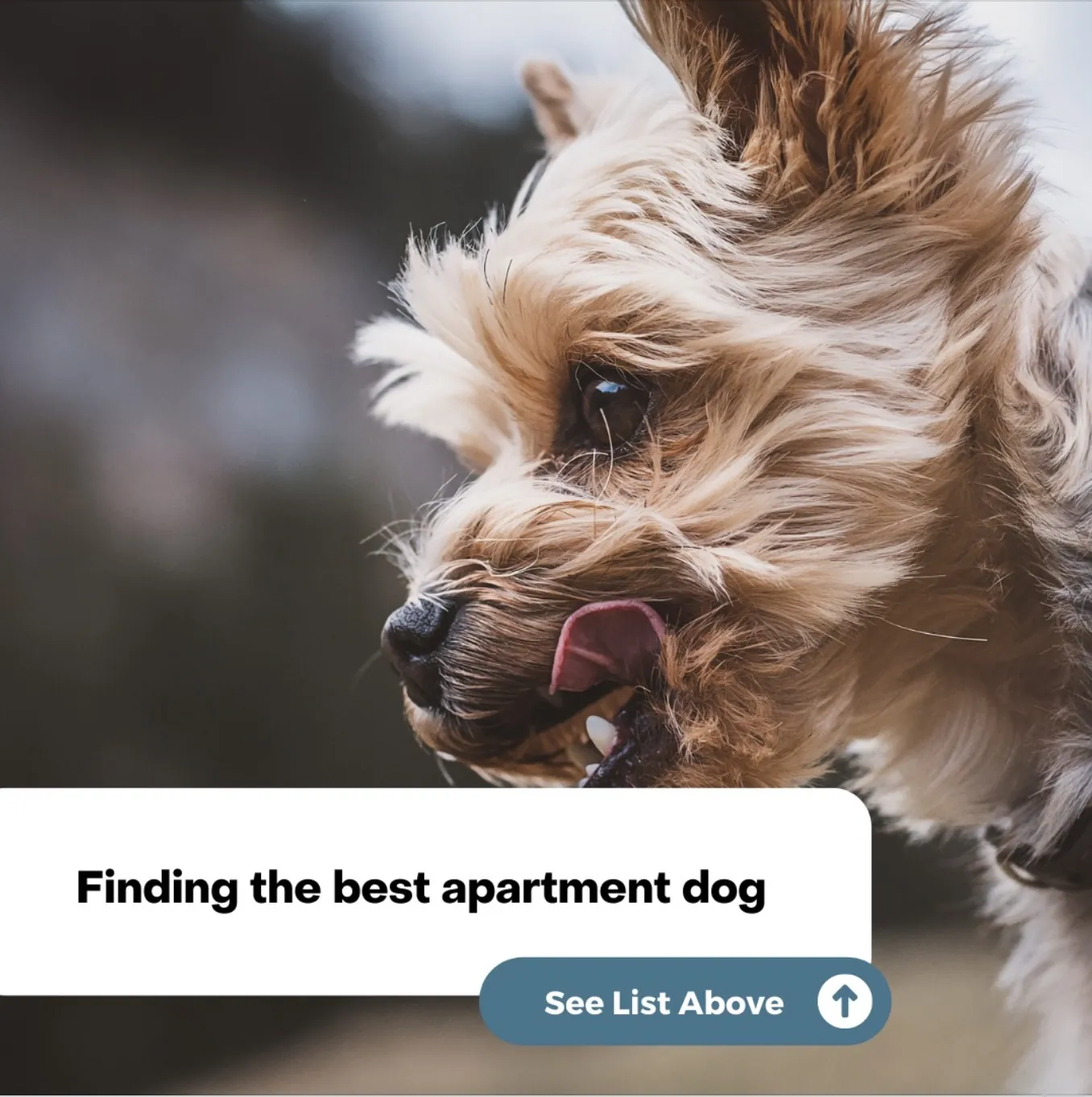 Find the best apartment dog